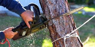 Trusted Myrtle Beach, SC Tree Services Experts