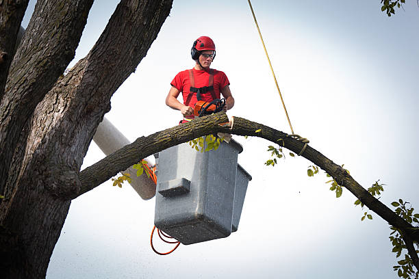 How Our Tree Care Process Works  in  Myrtle Beach, SC